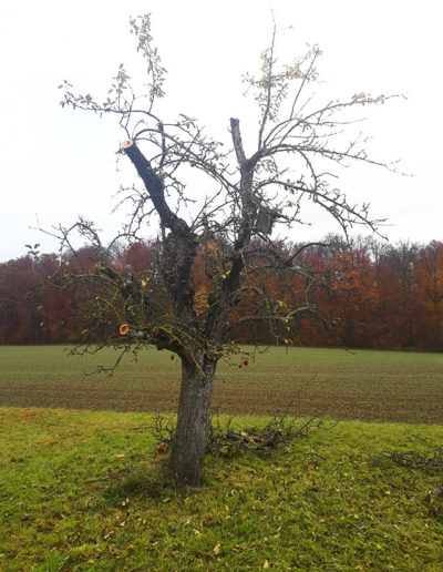 Erhalt von Lebensräumen Gscheidle