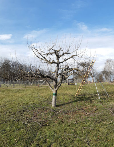 Obstbaumschnitt nachher