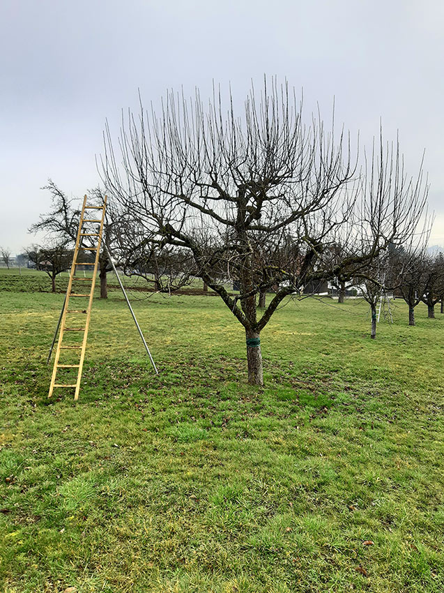 Obstbaumschnitt vorher